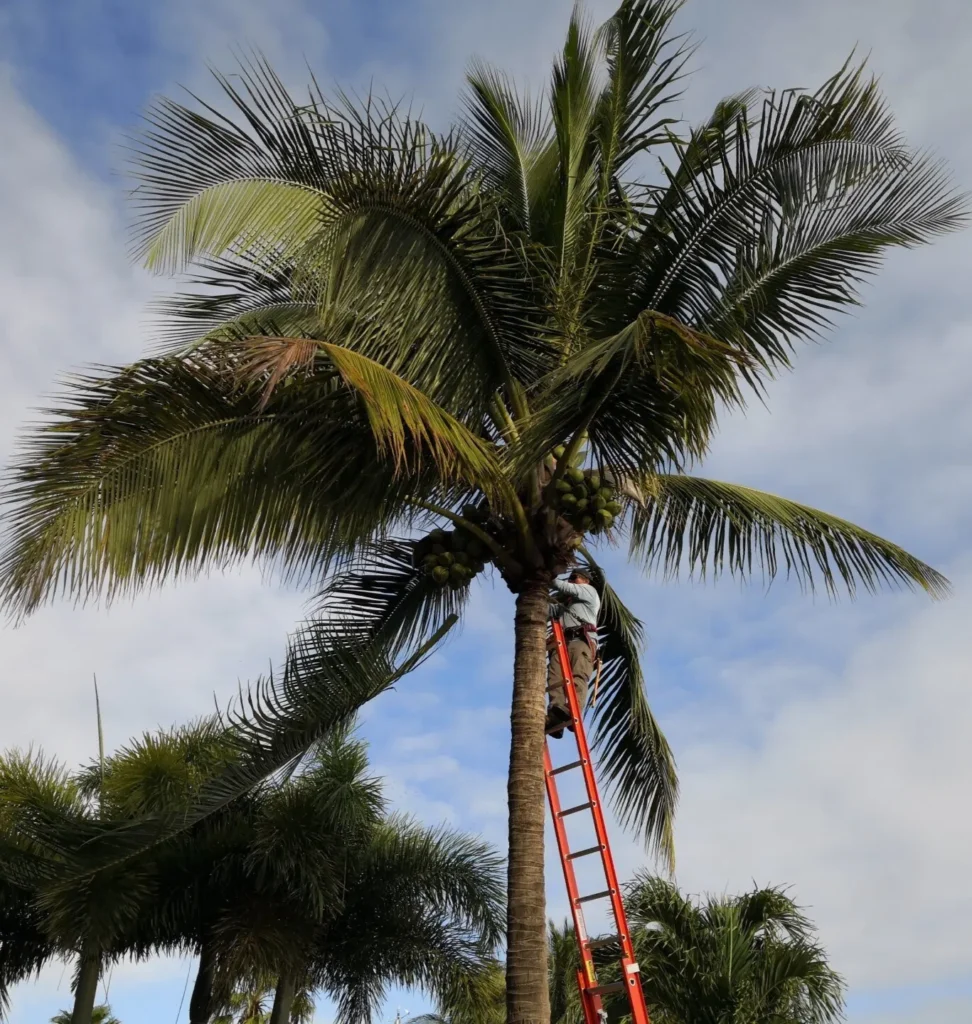 Coconut Palm Trimming